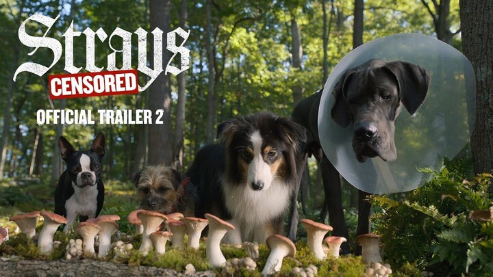 Strays Watch Full Movie : Link In Description