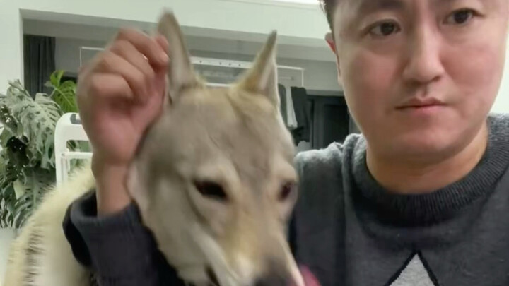 تدريب الكلاب