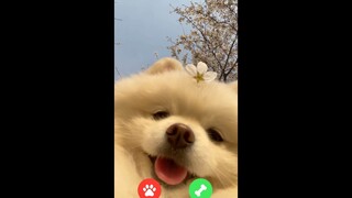 不断给小狗狗打视频电话，他是什么反应？（有惊喜噢！）