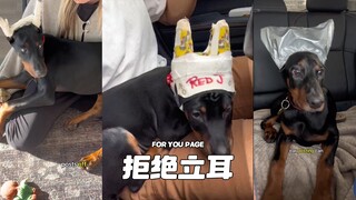 ตอนนี้เสียใจที่ปล่อยให้หมาต้องทนทุกข์หรือเปล่า⁉️