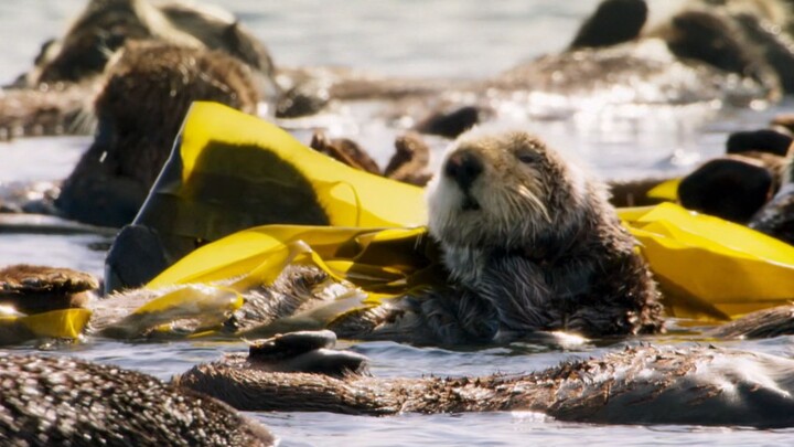 Why do sea otters like to sleep hand in hand?