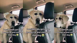 不下心上错车 车上的狗都困惑了