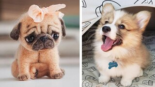 รวบรวมวิดีโอสัตว์น้อยน่ารัก ช่วงเวลาที่น่ารักที่สุดของสัตว์ - Cutest Puppies Evers 1