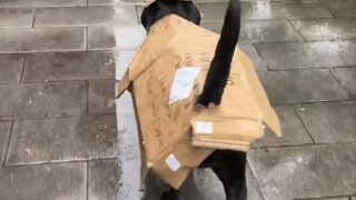 Anjing: Keluar jalan-jalan di hari hujan, aku punya jas hujan buatan tangan asli!