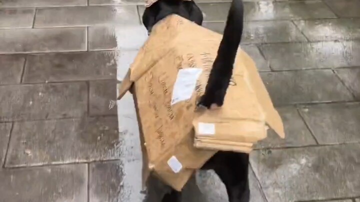 Dog: Going for a walk on a rainy day—I’ve got a handmade raincoat!