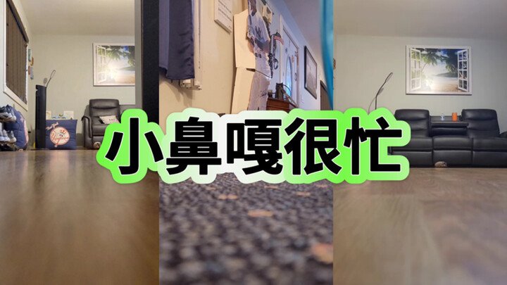 لقد جاء شياو بي جا، وذهب شياو بي جا مرة أخرى، يخطو شياو بي جا مئات الآلاف من الخطوات يوميًا على ويتش