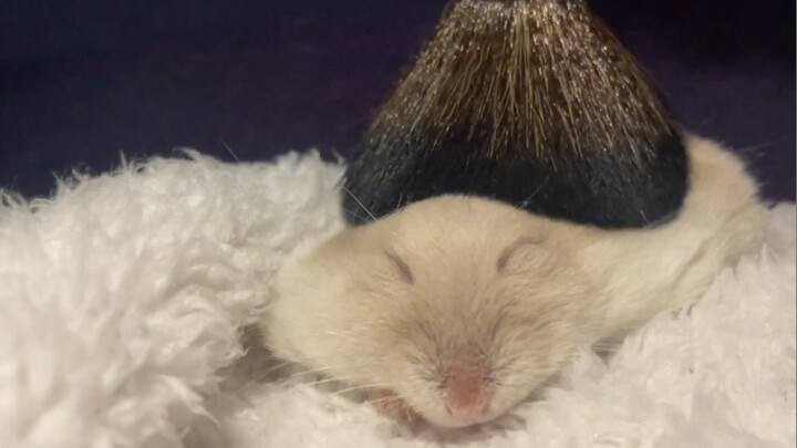 【هامستر】 ما طلبتموه: فيديو لتنظيف قفص الهامستر بدون موسيقى (الضوضاء مرتفعة بعض الشيء)