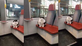 Kucing dengan poni rata duduk sendirian di bus