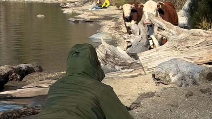 Ketika Niu Niu menemukan wisatawan yang tidur sembarangan