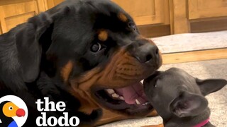 Rottweiler ได้ลูกสุนัขตัวจิ๋ว