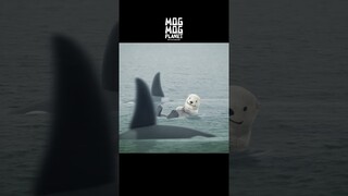 Otter ＆ Orca - MOGMOG PLANET Observation Diary | It's Anime #shorts #anime #animals