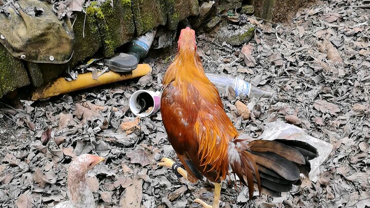 Sanmae gamefarm broodcock