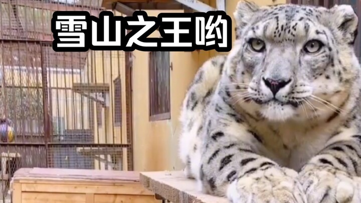เสือดาวหิมะ: สวัสดีทุกคน ฉันชื่อ Husky Leopard! ไม่ ฉันคือราชาแห่งภูเขาหิมะ! อุ๊ย...!