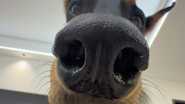 Nị hào, miệng của tôi không đụng vào bạn đấy chứ