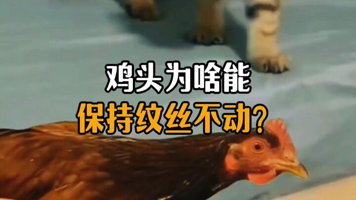 Why does the chicken’s head stay perfectly still when you shake it hard?
