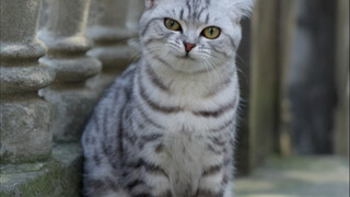 Street shot! A silver tiger cub with a youthful look