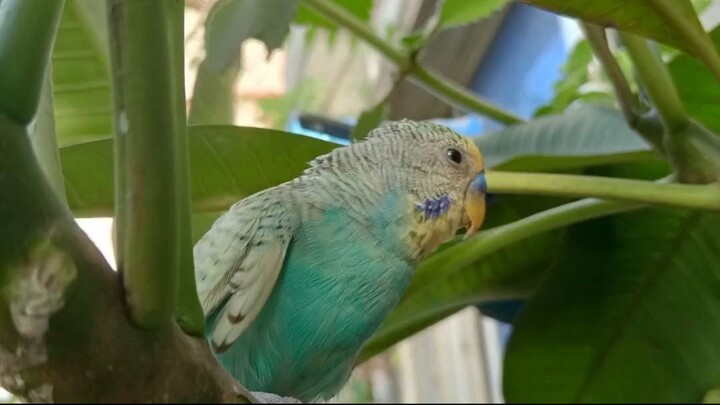 “পাখিদের যত্নে ছোট্ট একটি কাজ 🐦💚 | তাদের পড়ে থাকা খাবার পরিষ্কার করলাম”. Afsana's Lifestyle #vlog