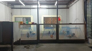 pailaw