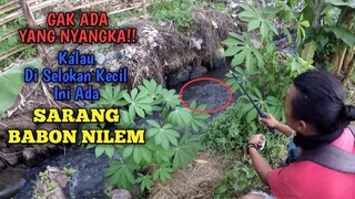 REJEKI!! NEMU SARANG IKAN NILEM BABON DI SELOKAN KECIL!!