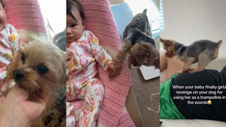 狗狗被小宝宝报复，只因踩了她未出生时的房子