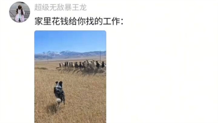 Could your sheep let my dog do some herding? Hahaha