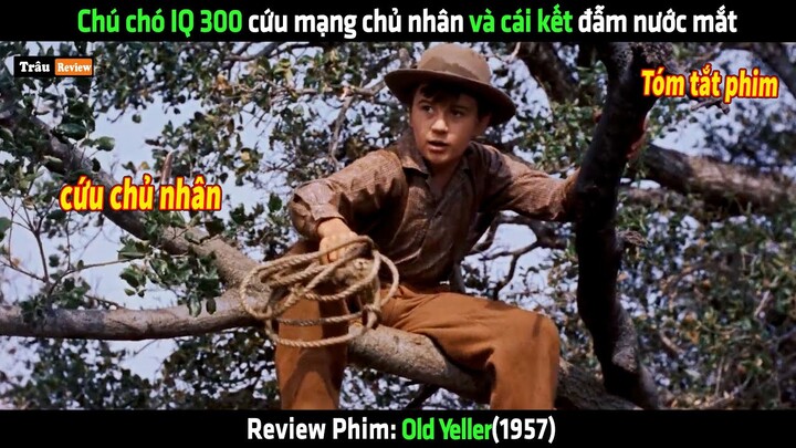 Chú chó IQ 300 cứu mạng chủ nhân và cái kết đẫm nước mắt - Review phim hay