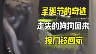 走失九天的狗狗在圣诞节按门铃回家