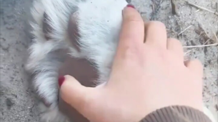 (Big Kitten)