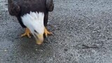 Encountered a bold eagle on the roadside
