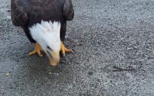 Bertemu dengan seekor elang pemberani di pinggir jalan