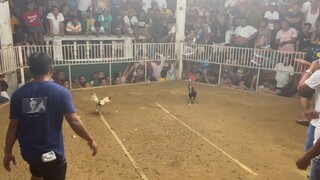 Wild Wings Roundhead | Gerry Escalona Line | 3 Cock Derby Bato Fiesta 2023