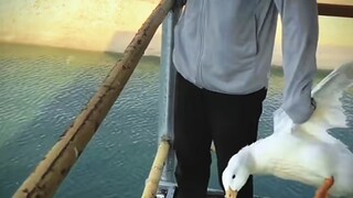 Vịt: "Anh đổ mồ hôi kìa anh bạn."