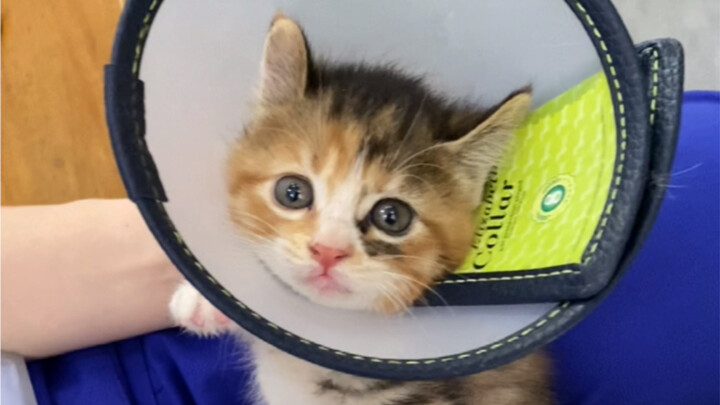 ลูกแมวนมสี่ตัวที่ถูกพาออกมาจากนอกเครื่องปรับอากาศถูกรับไปเลี้ยงหมดแล้ว!