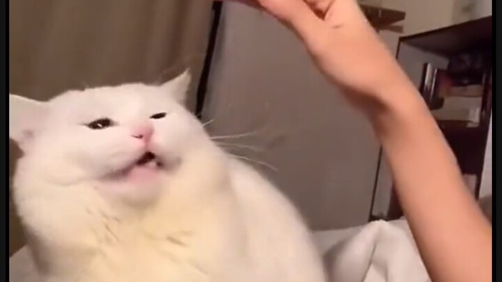 Cat: I hate humans who have no sense of boundaries.