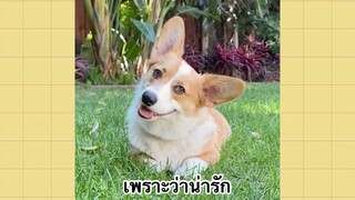 เพื่อนตัวน้อยแสนซน : เพราะว่าน่ารัก