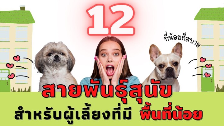 12 สายพันธุ์สุนัขที่เหมาะกับผู้เลี้ยงพื้นที่น้อยแต่ใจกว้าง