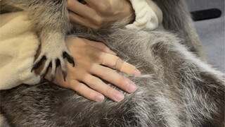 هل الراكون يتساقط شعره؟ (لا يتساقط كثيرًا، لكن في موسم تبديل الفراء يتساقط أكثر قليلًا)