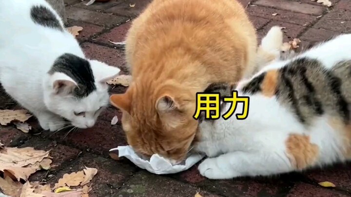 ثلاثة من الزملاء الأكبر سنًا