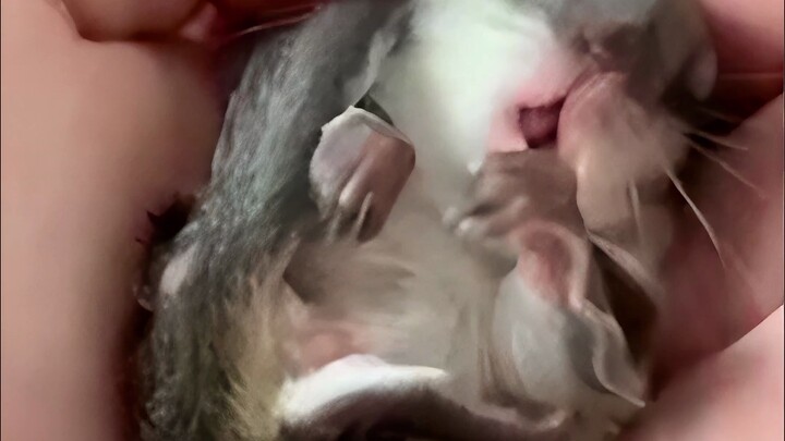 Makhluk gemuk kecil, kan?