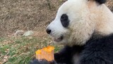 Panda Memakan Labu