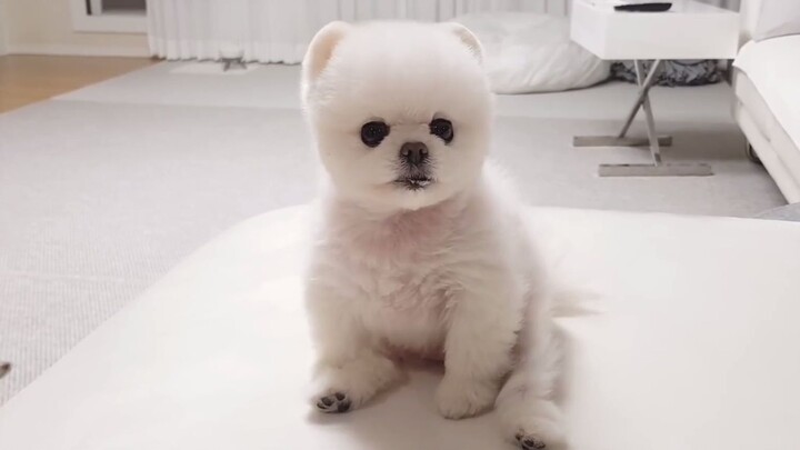 When My Dog Gets Angry…