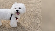 [How to identify SEVENTEEN's dog hooks: Just remember that the dog hooks follow their owners]