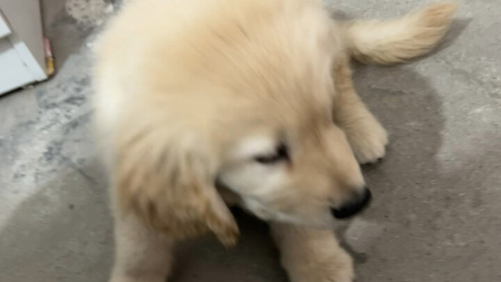 Chó con thích cắn tay, bóp cổ họng nó vài lần là nó thôi không cắn nữa.