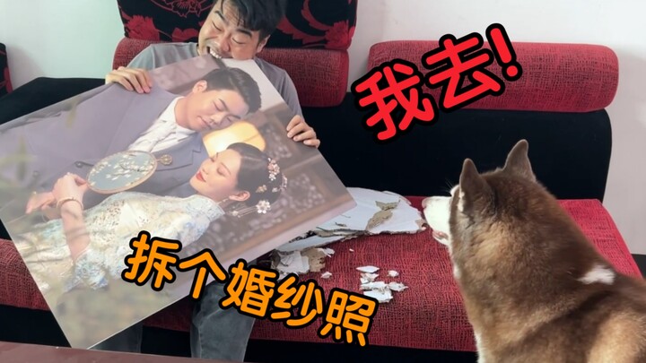 二哈：这你也敢拆？我可不敢碰！