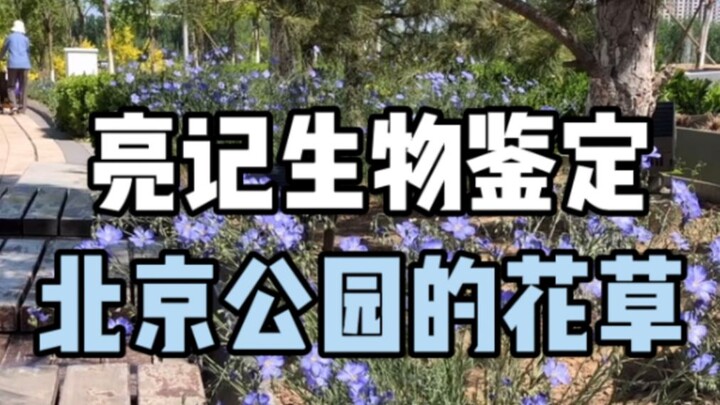 [Identifikasi Biologis Liangji] Kenali Tanaman di Taman-Taman Beijing