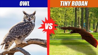 Owl vs Tiny Rodan | SPORE