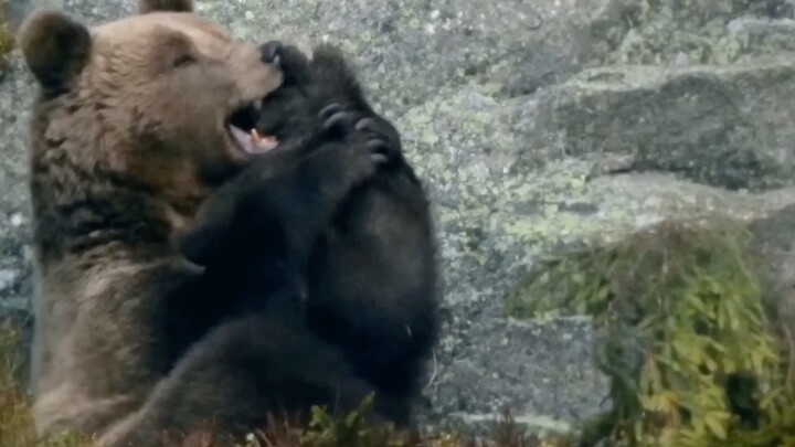 ระหว่างการจำศีล แม่หมีให้กำเนิดลูกน้อยเพียงตัวเดียว ความผูกพันระหว่างแม่และลูกช่างลึกซึ้งยิ่งกว่ามหา