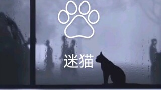 A breed unique to Southwest China: the Miao Cat