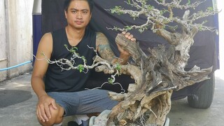 bonsai Time lapse - lagundi + tugas - wiring - bonsai philippines