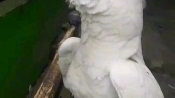 sanaat ramah sekalih